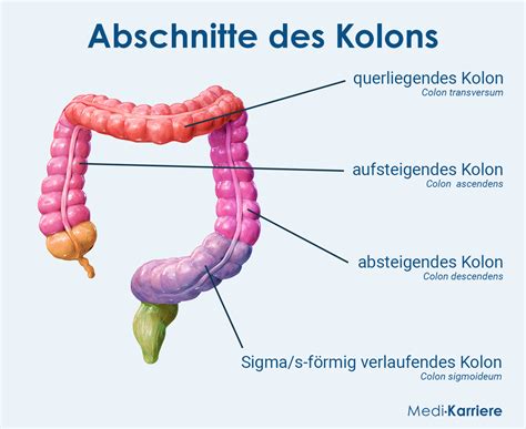 Beschwerden an Anus und Enddarm